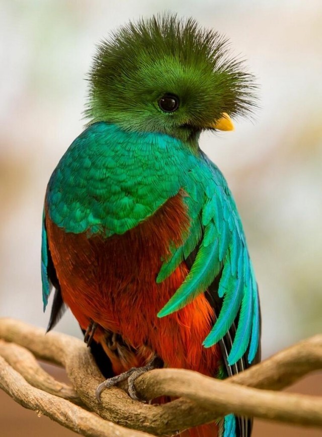 20 extraordinarily beautiful and amazing birds that you may not have even heard of - Birds, The photo, Longpost