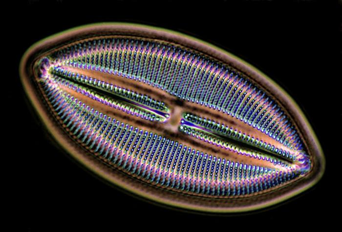 Diatom shell - The science, Unicellular, Diatoms, Copy-paste, Elementy ru, Biology, Video, Longpost