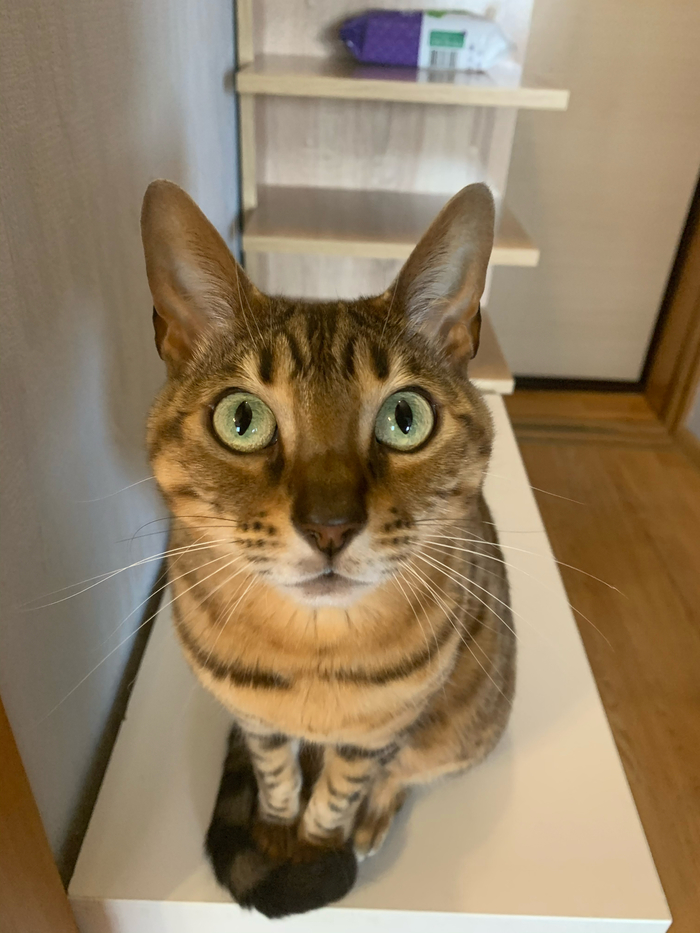 Ох эти Глаза