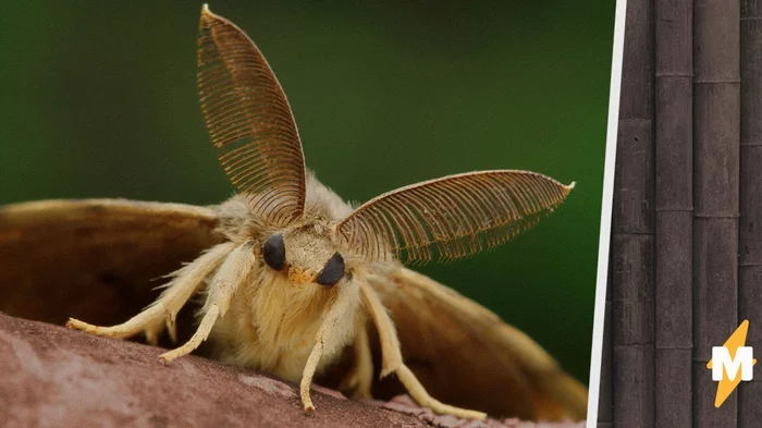 Giant gypsy moths are new enemies of plants and humans - Yellow press, Paranoia, Butterfly