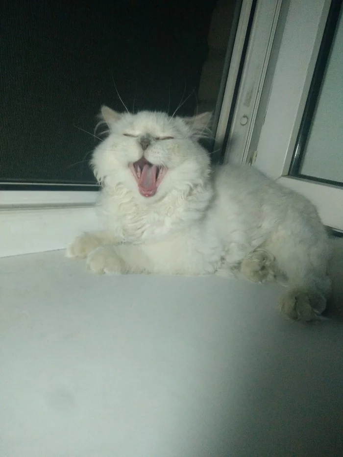 My cutie - My, cat, Yawn, Milota