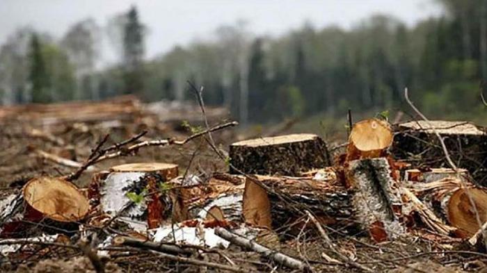 “He shouted that he wouldn’t give up”: black lumberjacks attacked police in Buryatia - Negative, Buryatia, Forest, Black Loggers, investigative committee, Police, Eeyore regnum, Society