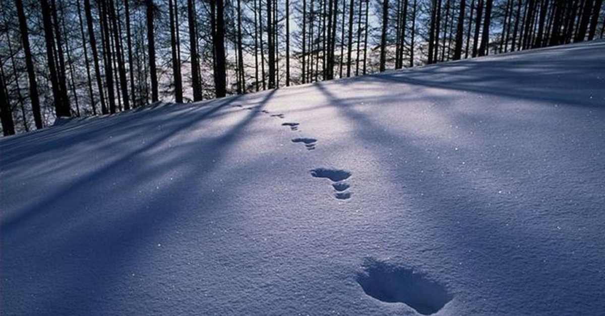 Зверя по следам слушать. Следы на снегу. Следы на снегу в лесу. Следы человека на снегу. Следы зимой на снегу.