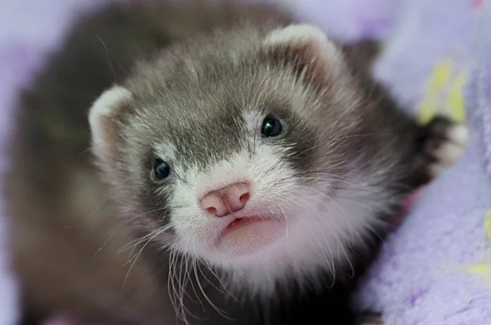 Vinny - My, Milota, Ferret, Pets, Longpost