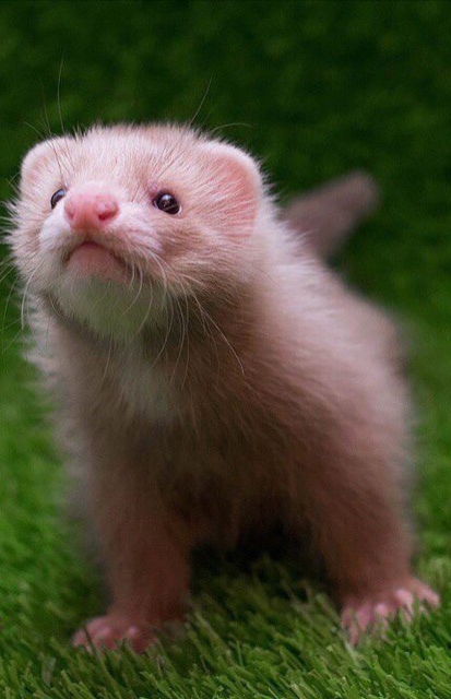 Vitamin - My, Ferret, Milota, Pets, Longpost