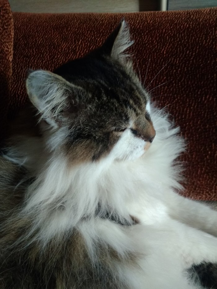 Ответ на пост «Федот. История плачущего котика со счастливым концом! ^^»