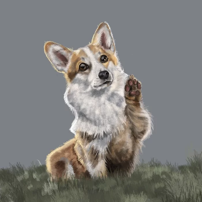 Corgi in procreate - My, Corgi, Dog, Digital drawing, Video