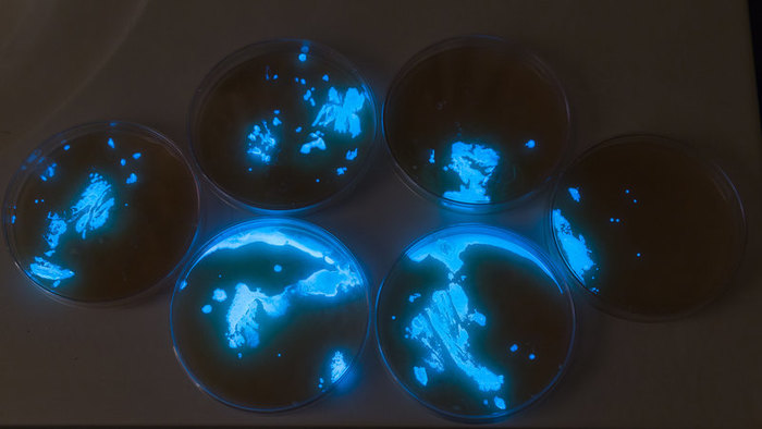 Bioluminescence/Bioluminescence - My, Biology, League of biologists, Bioluminescence, Bacteria, Interesting, Video, Longpost