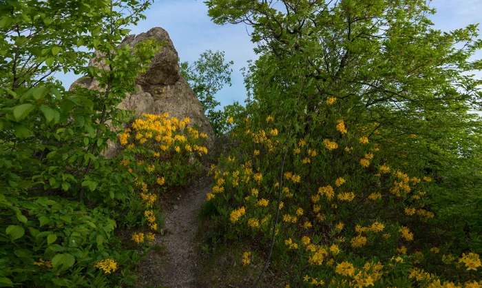 Цветет желтый кавказский рододендрон (Азалия Понтийская) - Моё, Рододендрон, Май, Заповедник Бештау, Бештау, Цветение, Длиннопост