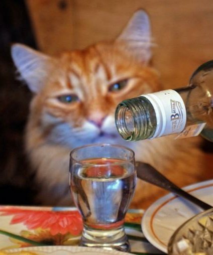 Cat Alkash - My, cat, Alcoholics, Alcoholism