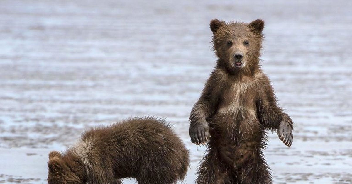 Mother bear. Медвежонок купается. Мокрый Медвежонок. Медведь плывет на спине.