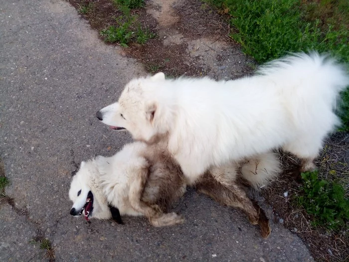 Dirty games... - My, Samoyed, Pets, Volzhsky, Dog North, Dog, The photo