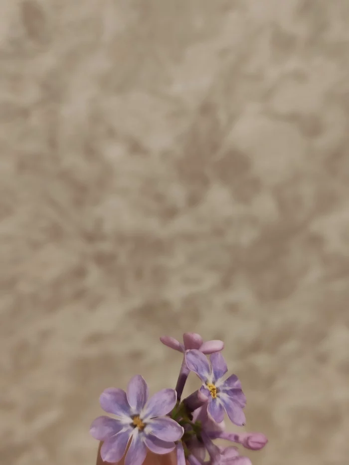Children's belief: if you eat a five-leaf lilac leaf, your wish will come true - My, Lilac, Luck, Wish, Longpost