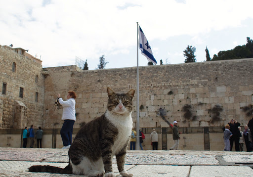 Остерегайтесь еврейских кошек, или уроки английского Израиль, Кот, Английский язык, Юмор, Медицина, Бездомные животные, Туризм, Вакцинация