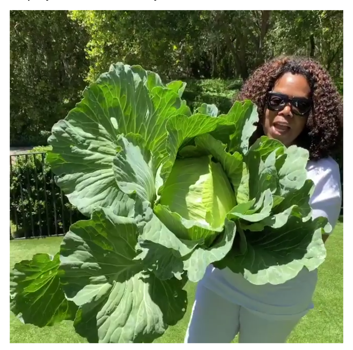 Опра стрижет капусту!