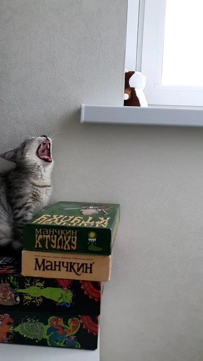 I don't want to play Munchkin! - My, cat, Milota, Munchkin, Board games, Yawn, Longpost