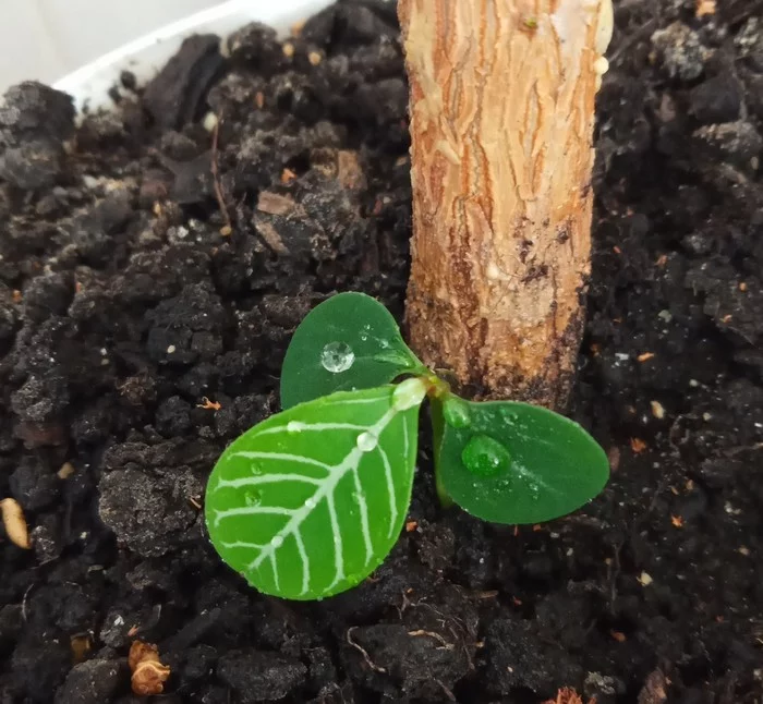 Green and shaggy - My, Pets, Houseplants, Flowers, Longpost