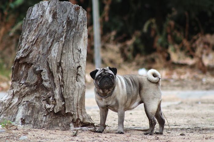 Портрет в серо-коричневых тонах