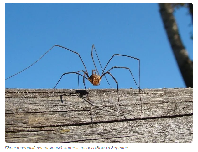 Сенокосец: Что за паук живёт в каждом деревенском туалете? | Пикабу