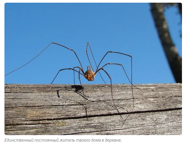 Haymaker: What kind of spider lives in every village toilet? - Haymaker Spider, Insects, Spider, Animals, Yandex Zen, GIF, Longpost