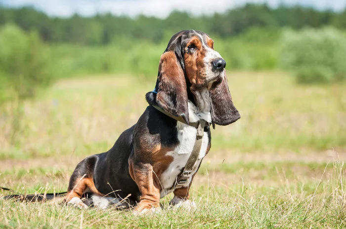 About dog breeds No. 128. Bassets, part 1. Basset Hound - Dog, Dog breeds, Basset Hound, Hound, Hunting dogs, Video, Longpost