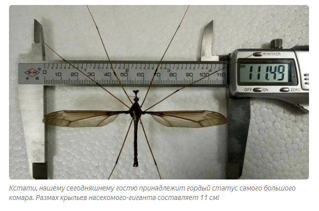 Long-legged mosquito: Malarial obscurantism about huge village mosquitoes - Mosquito centipede, Mosquitoes, Insects, Animals, Yandex Zen, Karamora, Longpost