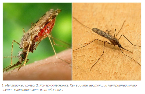 Long-legged mosquito: Malarial obscurantism about huge village mosquitoes - Mosquito centipede, Mosquitoes, Insects, Animals, Yandex Zen, Karamora, Longpost