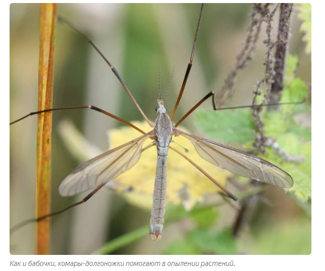 Long-legged mosquito: Malarial obscurantism about huge village mosquitoes - Mosquito centipede, Mosquitoes, Insects, Animals, Yandex Zen, Karamora, Longpost