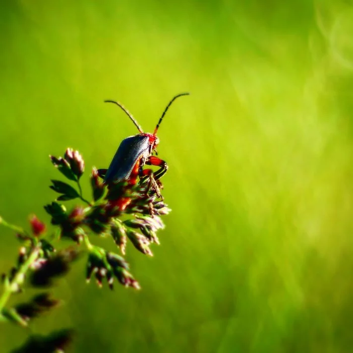 I just want to share with you my summer mood - My, Nature, The photo, Macro photography, Insects, Summer, Жуки, Grass, Hobby