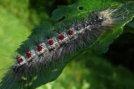 Cute and voracious.... No, it's about the gypsy moth. Emergency situations in four districts of the Orenburg region. They eat everything, the unpaired bastards! - Silkworm, State of emergency, Text