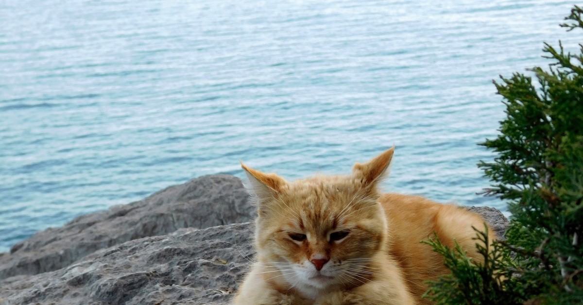 Кошки в озерах. Кот на море. Кот на пляже. Морская кошка. Котики на природе море.