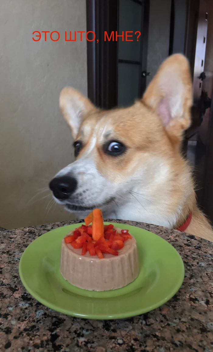 Sherlock is one year old - Corgi, The photo, Birthday, Dog, Longpost