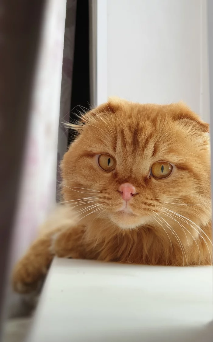 Ginger - My, cat, Scottish lop-eared