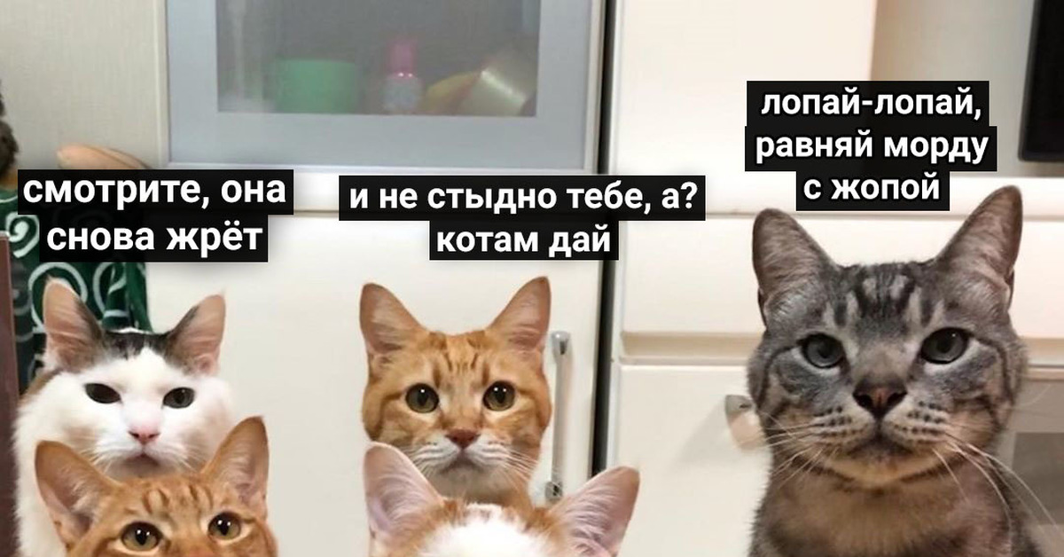 Звук жрешь жру. Коты Мем. Мемы с котами и Наташей. Кот лопает. Лопай лопай ровняй мордочку с попой.