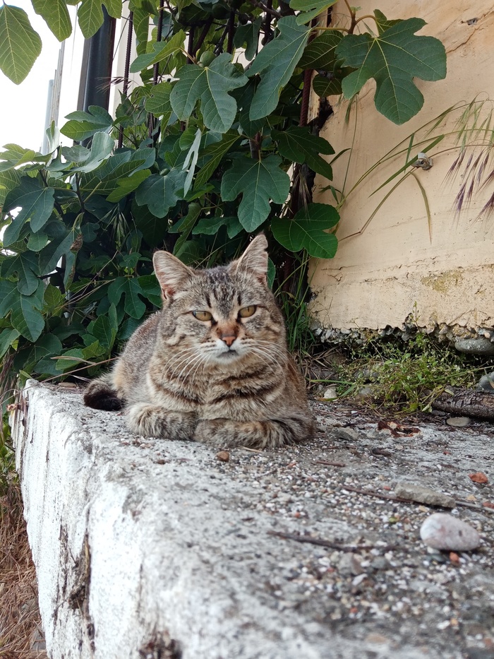 Морской котик