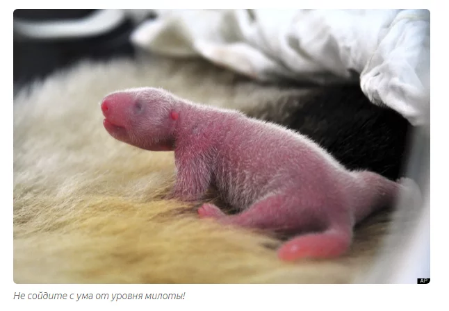 Почему новорожденные панды настолько крошечные? Панда, Животные, Детеныш, Книга животных, Яндекс Дзен, Длиннопост Почему новорожденные панды настолько крошечные? Панда, Животные, Детеныш, Книга животных, Яндекс Дзен, Длиннопост