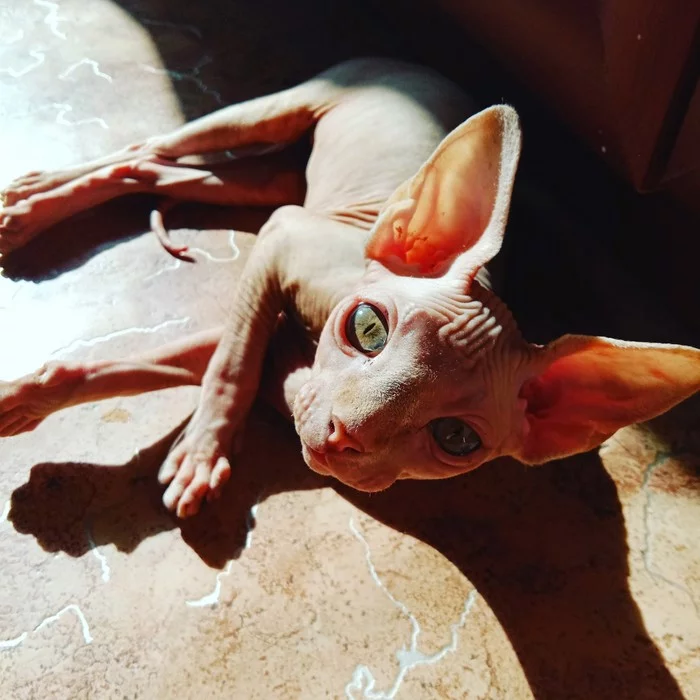 Why are hairless cats hot? - cat, Kittens, Sphinx