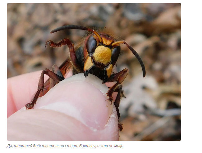 Giant Murder Hornet: Never touch the hornets! - Hornet, Insects, Animals, Yandex Zen, Video, Longpost