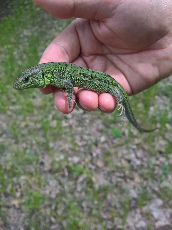 My dragons... - My, The nature of Russia, Humor, Video, Longpost, Lizard