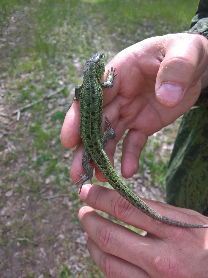 My dragons... - My, The nature of Russia, Humor, Video, Longpost, Lizard