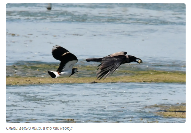 Lapwing: A bird that can give itself an enema - Lapwing, Birds, Animals, Yandex Zen, Longpost