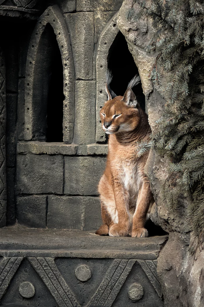 Sunny caracal from the Minsk Zoo - My, The photo, Animals, Zoo, Minsk Zoo, Wild animals, Caracal, Longpost, Cat family, Small cats