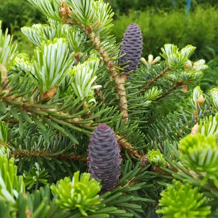 Korean fir and more - My, Fir, Blue Spruce, Cones, The photo, Longpost