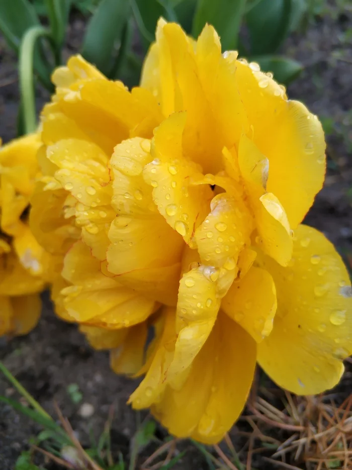 Rainy May - My, Flowers, Tulips, The photo