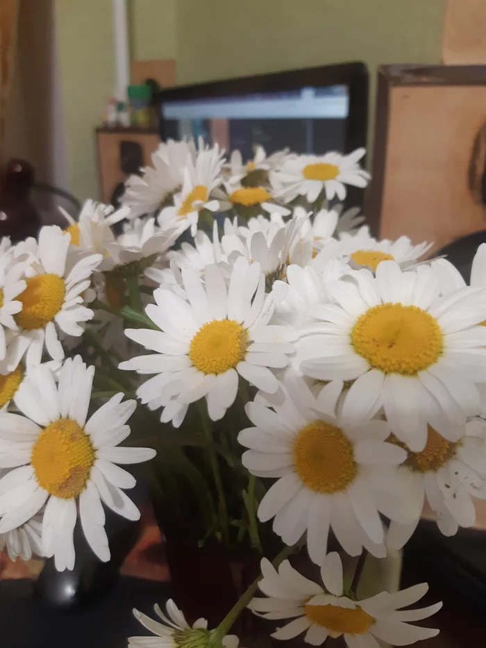 Daisies for Dasha) - My, Chamomile, Flowers, Longpost