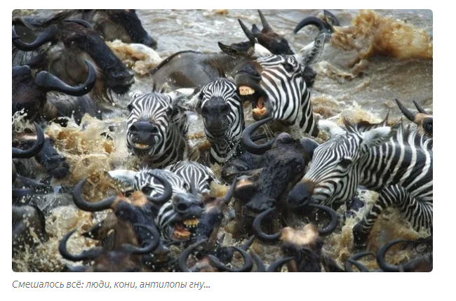 River of Death: Why do antelopes stampede at the crossing every year? - Antelope, Animals, Migration, Animal book, Longpost, Yandex Zen, Video