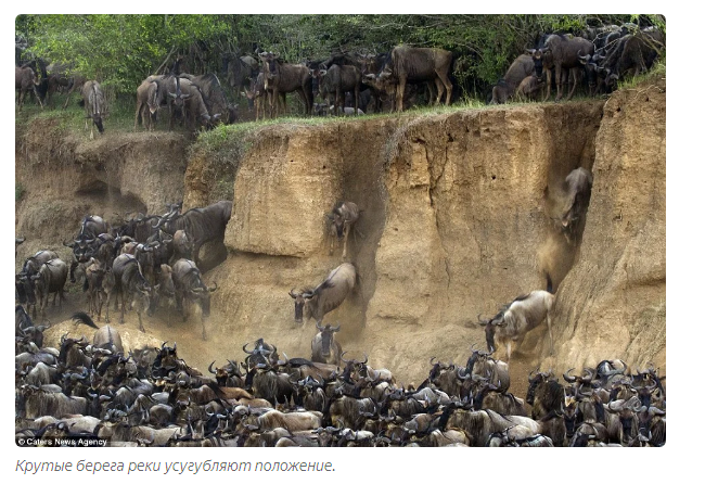 River of Death: Why do antelopes stampede at the crossing every year? - Antelope, Animals, Migration, Animal book, Longpost, Yandex Zen, Video