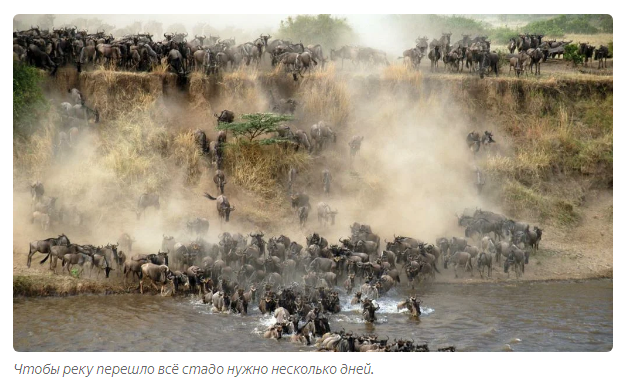 River of Death: Why do antelopes stampede at the crossing every year? - Antelope, Animals, Migration, Animal book, Longpost, Yandex Zen, Video