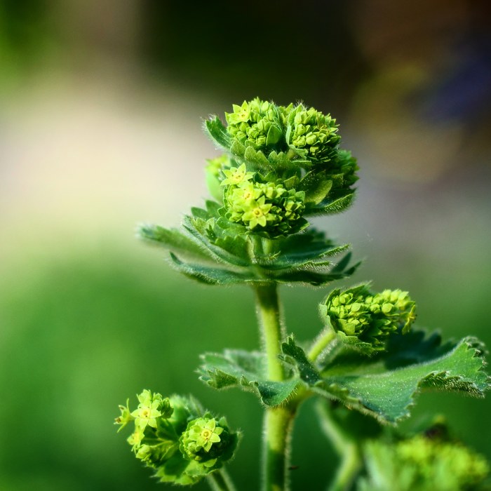 ��������� ����������