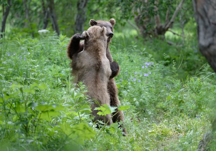 Forest tango - The Bears, Brown bears, Wild animals, wildlife, Kamchatka, Summer